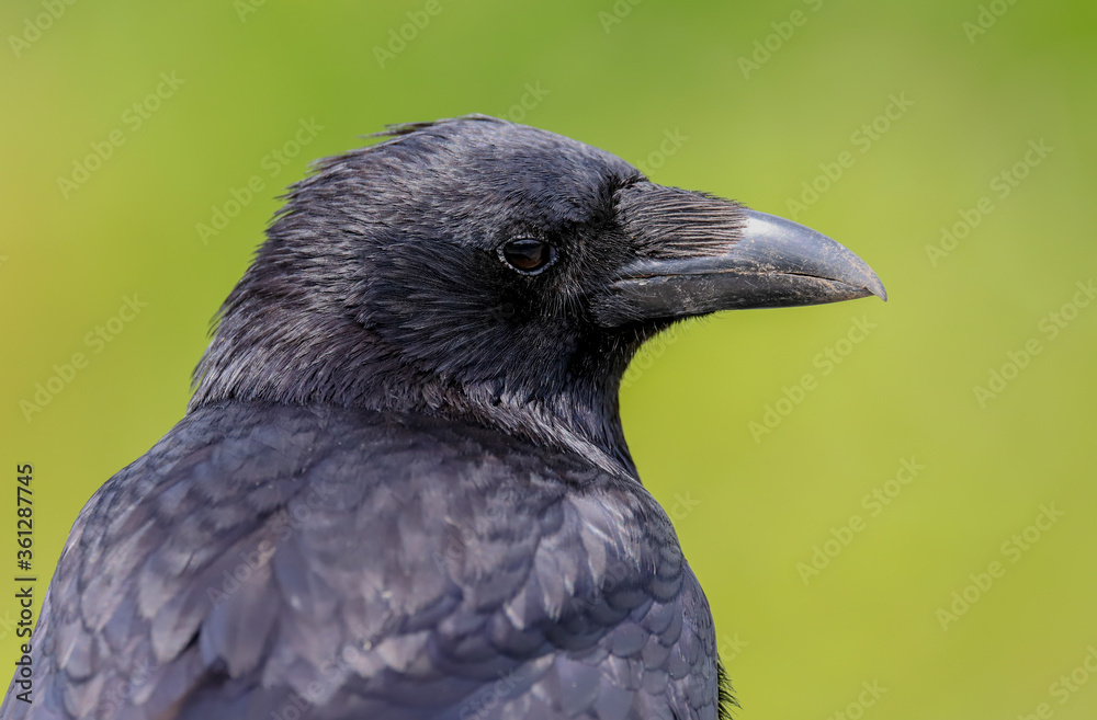 Fototapeta premium Głowę strzał dzikiego Carrion Crow, Corvus corone, odizolowane na zielonym tle.