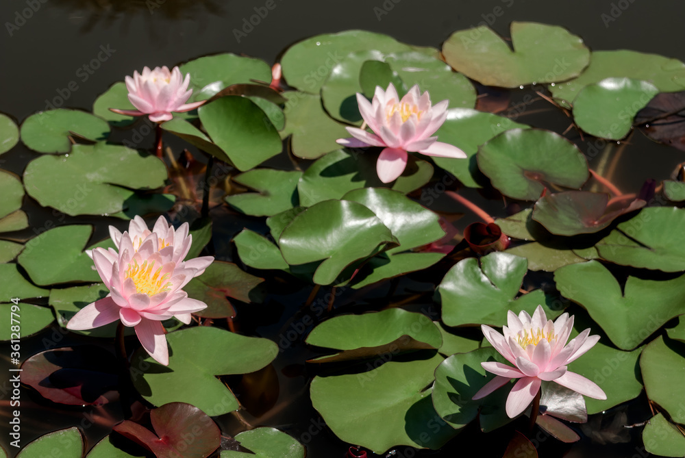 Hybrid Waterlily (Nymphaea hybridum) in park , Crimea Hybrid Waterlily (Nymphaea hybridum) in park , Crimea