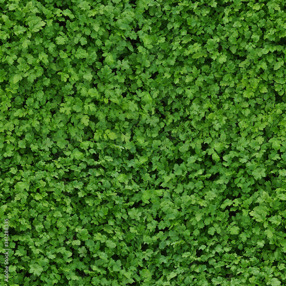 Seamless repeating texture consisting of leaf mustard Seamless repeating texture consisting of leaf mustard