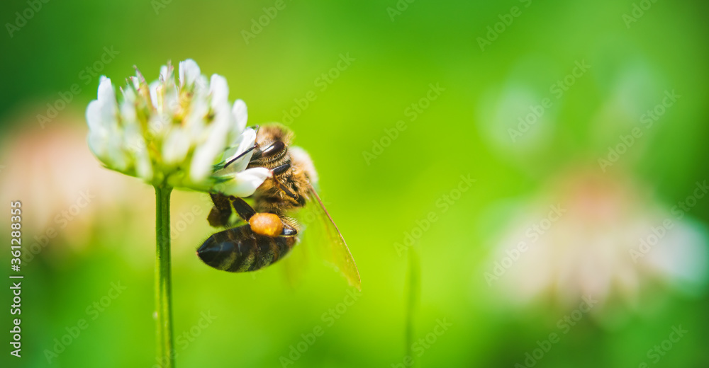 Close up of honey bee on the clover flower in the green field. Green background. Close up of honey bee on the clover flower in the green field. Green background.