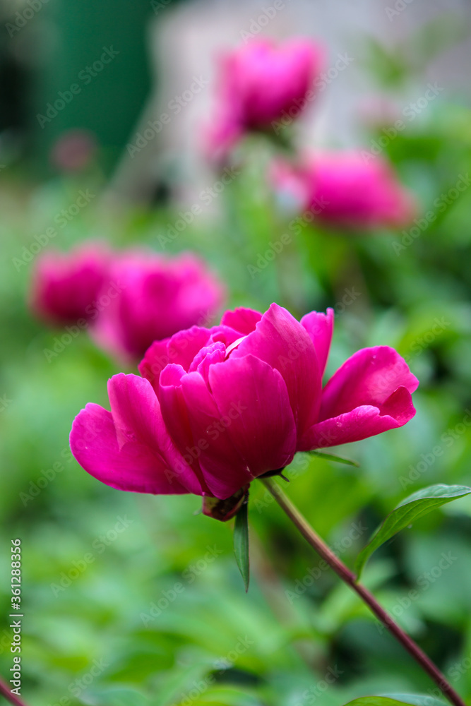 flowerbed with blooming red peonies. summer garden