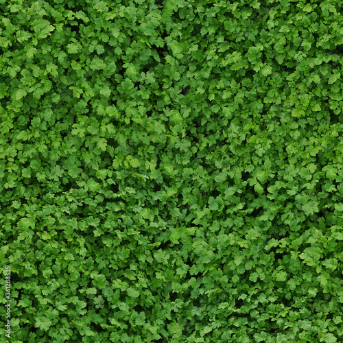 Seamless repeating texture consisting of leaf mustard