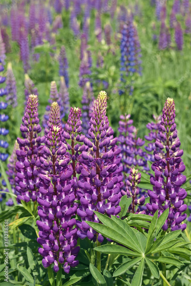 Large-leaved Lupine (Lupinus polyphyllus) in meadow Large-leaved Lupine (Lupinus polyphyllus) in meadow