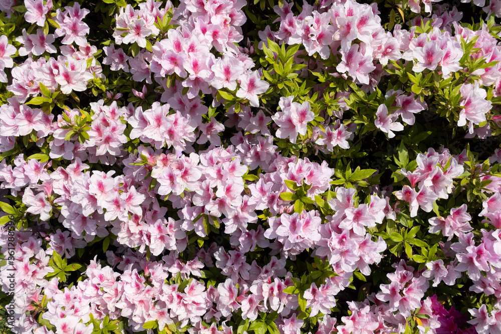 ピンクの花　ツツジ