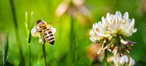 Close up of honey bee on the clover flower in the green field. Green background.