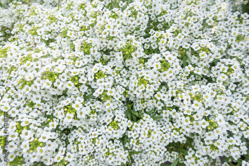 白い花