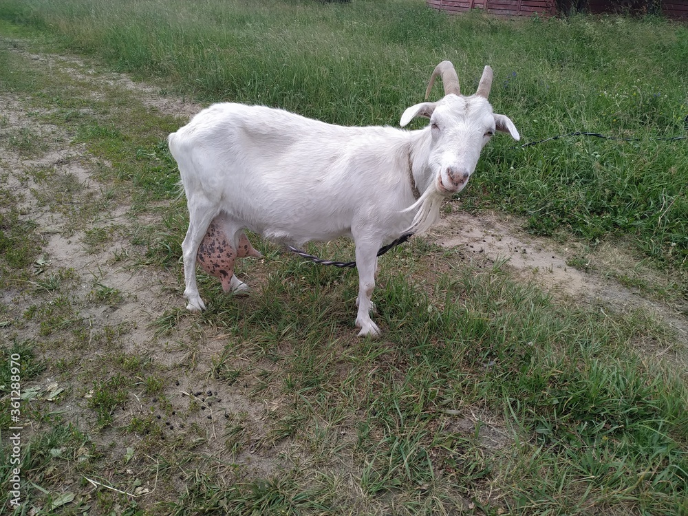 Close-up portrait of white adult goat grassing on green summer meadow field at village countryside. Close-up portrait of white adult goat grassing on green summer meadow field at village countryside.