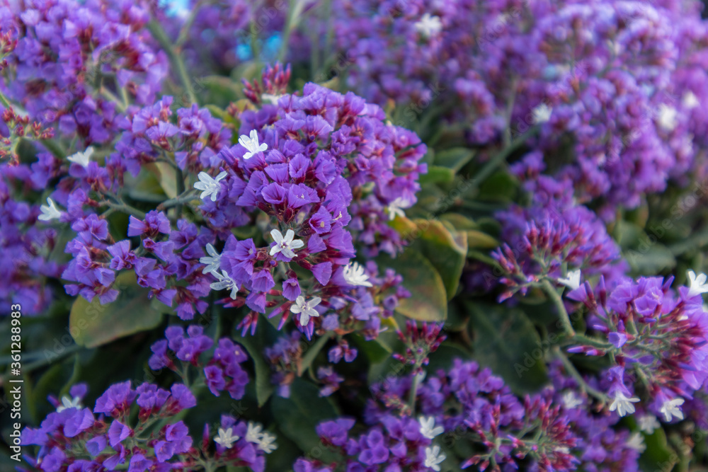 Bougainvilleen - Drillingsblumen