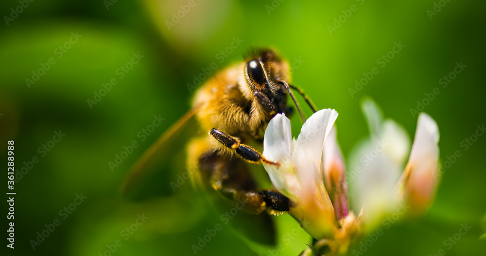 Close up of honey bee on the clover flower in the green field. Good for banner. Green background. Close up of honey bee on the clover flower in the green field. Good for banner. Green background.