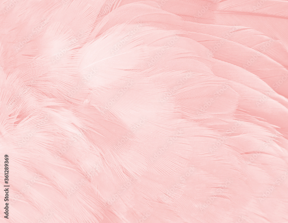 Beautiful light pink feather pattern texture background Beautiful light pink feather pattern texture background
