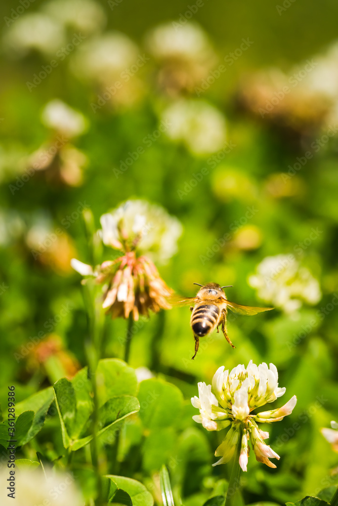 Close up of honey bee flying on the clover flower in the green field. Good for banner. Green background. Close up of honey bee flying on the clover flower in the green field. Good for banner. Green background.