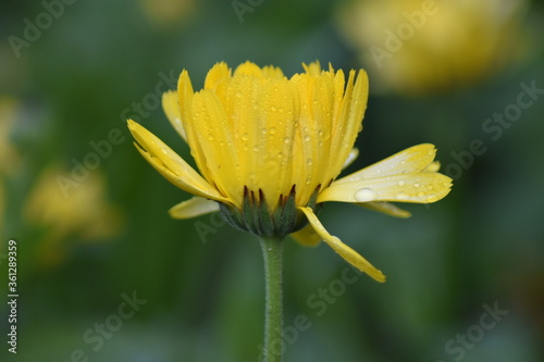 Bl  hende Ringelblume  Calendula officinalis 