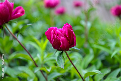 Fototapeta Naklejka Na Ścianę i Meble -  flowerbed with blooming red peonies. summer garden