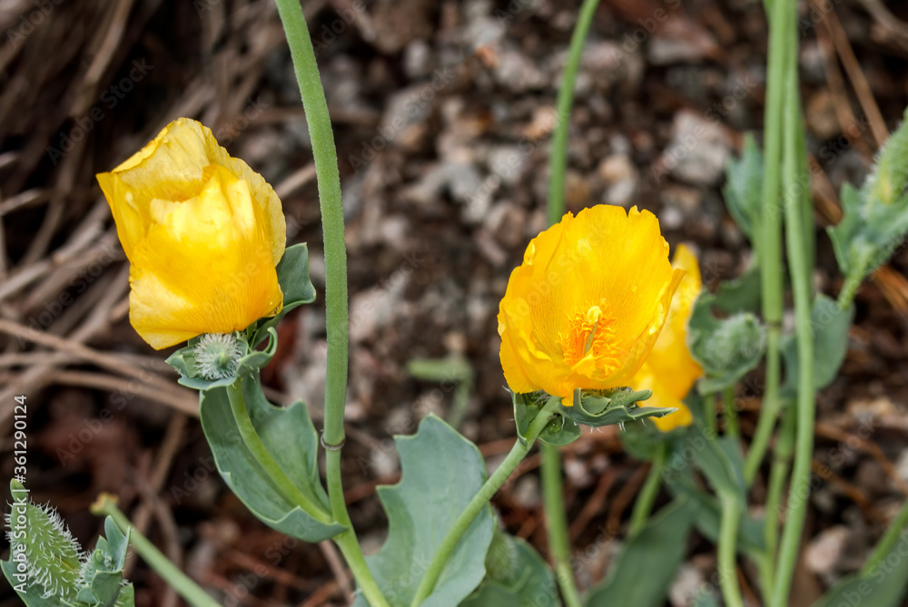 Yellow Hornpoppy (Glaucium flavum) in coastal hills, Crimea Yellow Hornpoppy (Glaucium flavum) in coastal hills, Crimea