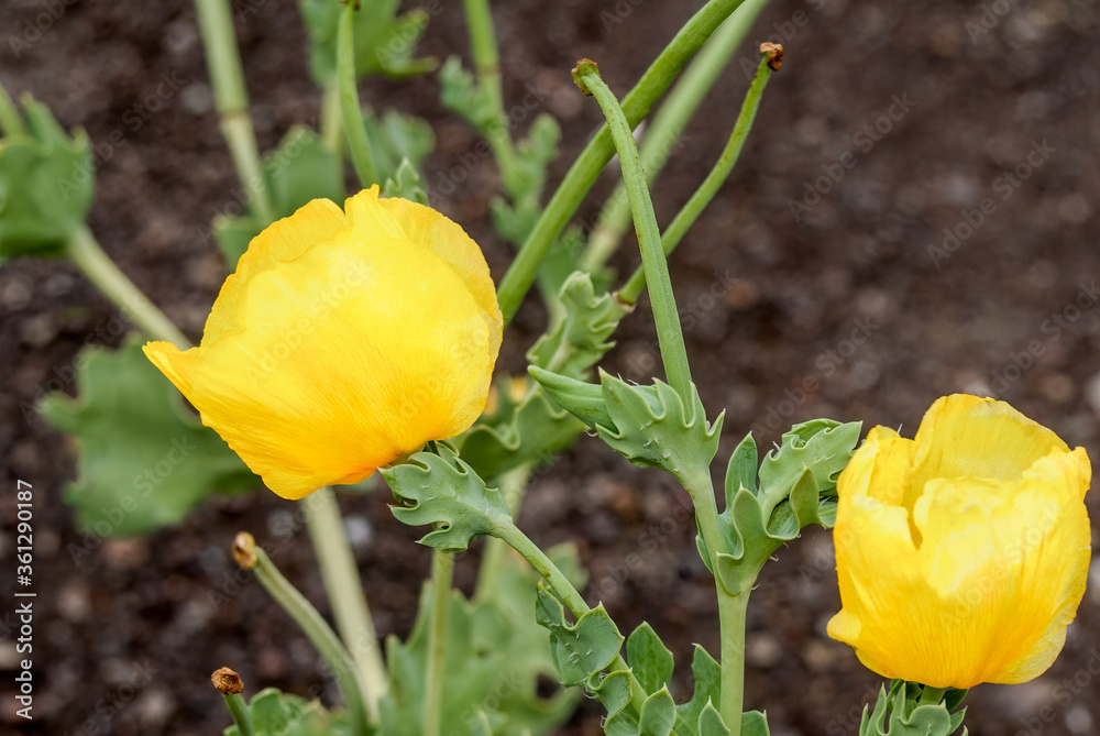 Yellow Hornpoppy (Glaucium flavum) in coastal hills, Crimea Yellow Hornpoppy (Glaucium flavum) in coastal hills, Crimea