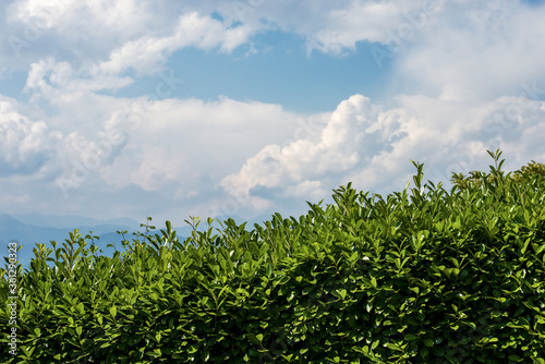 Closeup of a hedge with green leaves in summer on blue sky with clouds and copy space