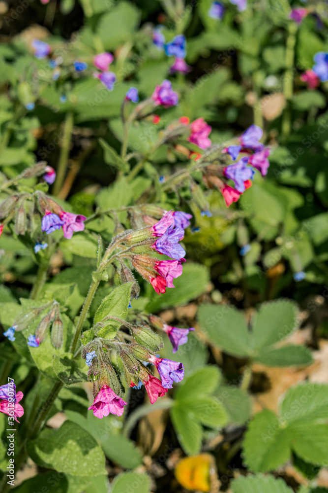 Unspotted Lungwort (Pulmonaria obscura) in forest, Central Russia Unspotted Lungwort (Pulmonaria obscura) in forest, Central Russia