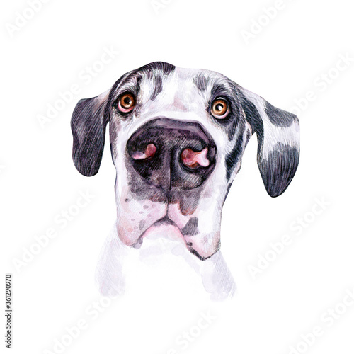 Watercolor illustration of a funny dog. Hand made character. Portrait cute dog isolated on white background. Watercolor hand-drawn illustration. Popular breed dog. Great dane