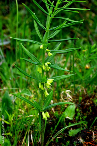 Quirlblättriges Salomonssiegel, Polygonatum verticillatum