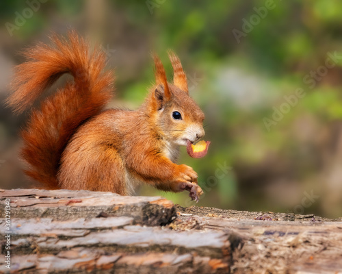 European red squirrel eating a slice of carrot