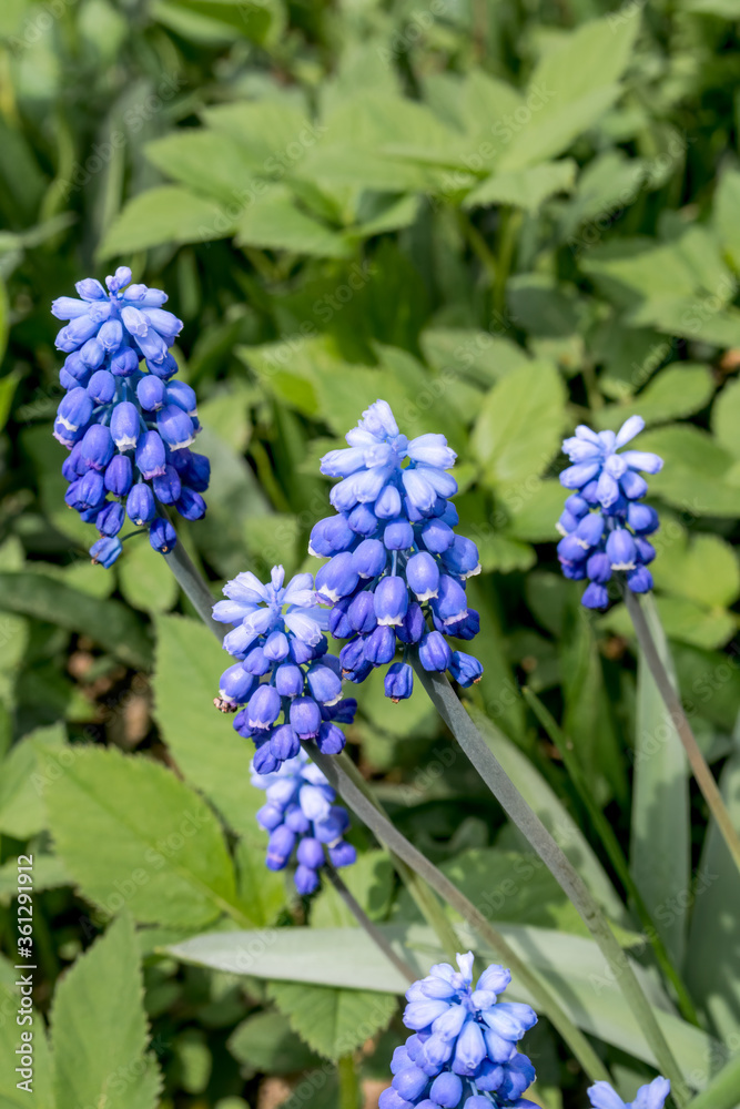 Armenian Grape Hyacinth (Muscari armeniacum) in garden Armenian Grape Hyacinth (Muscari armeniacum) in garden