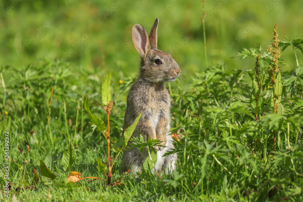 Fototapeta premium Wild Rabbit (Oryctolagus cuniculus) in a field.