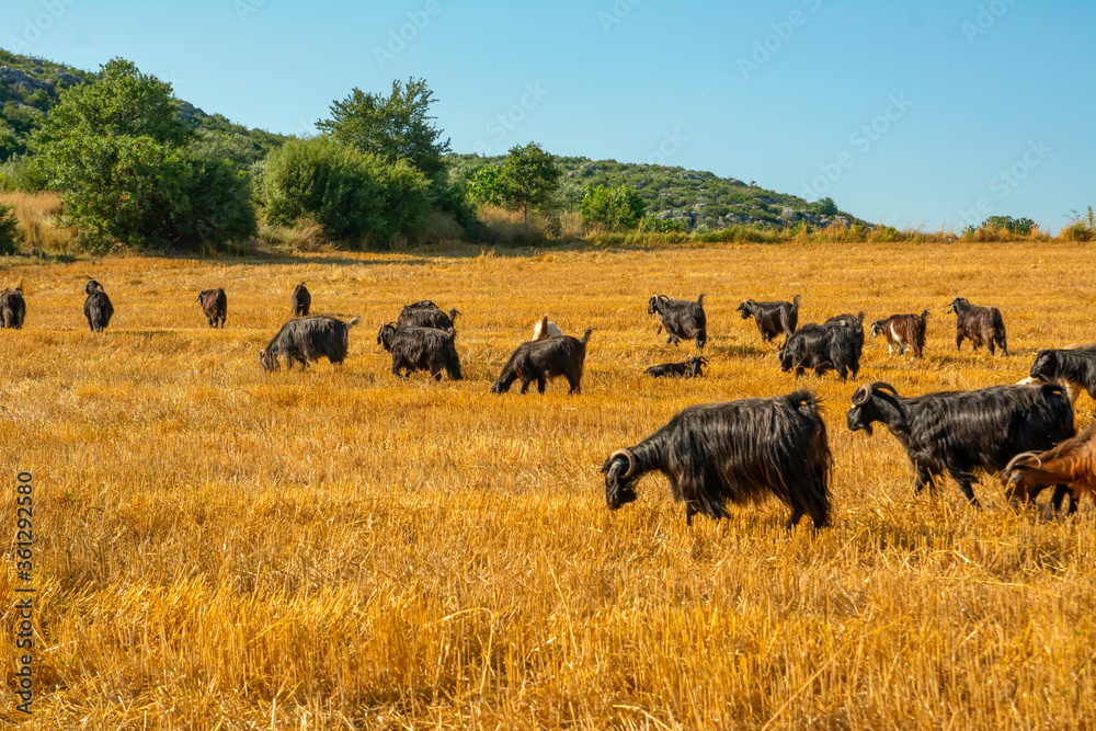Beautiful goat and Cute little lambs on spring yellow meadow during sunrise Beautiful goat and Cute little lambs on spring yellow meadow during sunrise