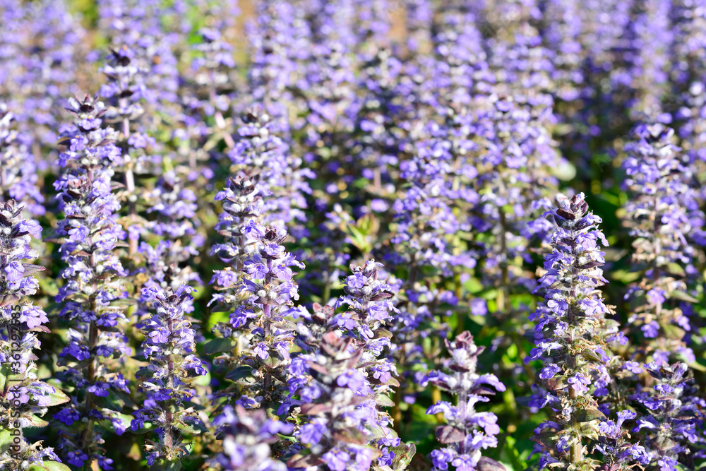 Blooming field of blue bugleherb