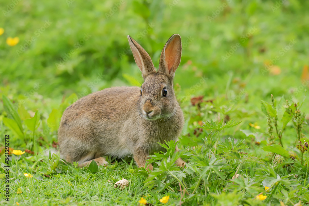 Wild Rabbit (Oryctolagus cuniculus) in a field. Wild Rabbit (Oryctolagus cuniculus) in a field.