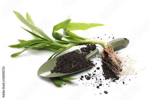 Green houseplant, yucca with gardening shovel and soil, dirt isolated on white background photo