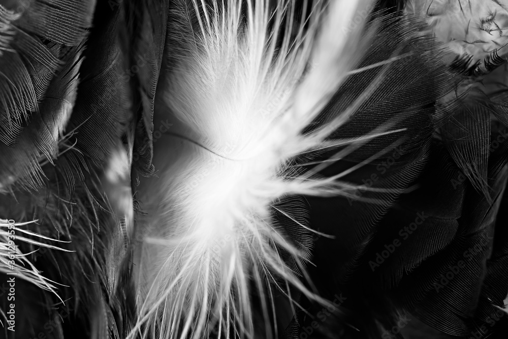 Obraz premium Beautiful dark black feather pattern texture background