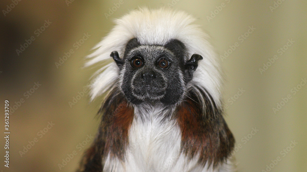 Tamaryna Białoczuba , Tamarin Tamaryna Białoczuba , Tamarin