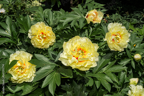 Fototapeta Naklejka Na Ścianę i Meble -  Itoh Hybrid Peony (Paeonia Itoh hybrid) in park