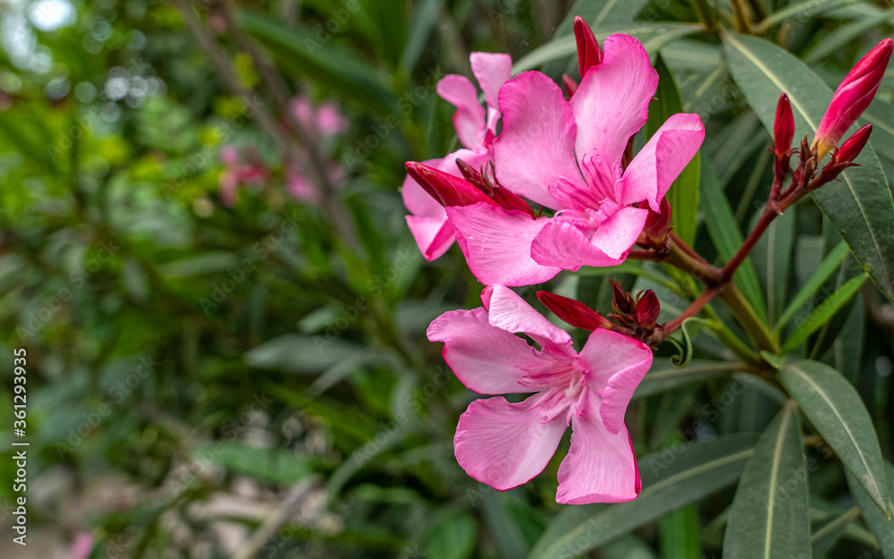 vibrant pink oleander flowers natural bouquet close up in the garden
