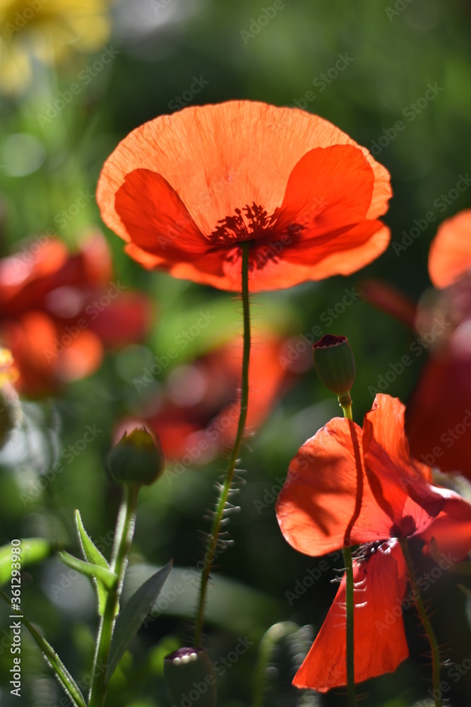 Obraz premium Mohnblüte im Gegenlicht