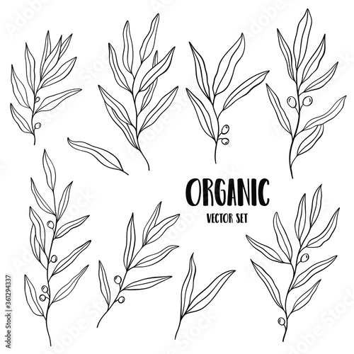 Plant nature hand drawn set. Collection botanical element.