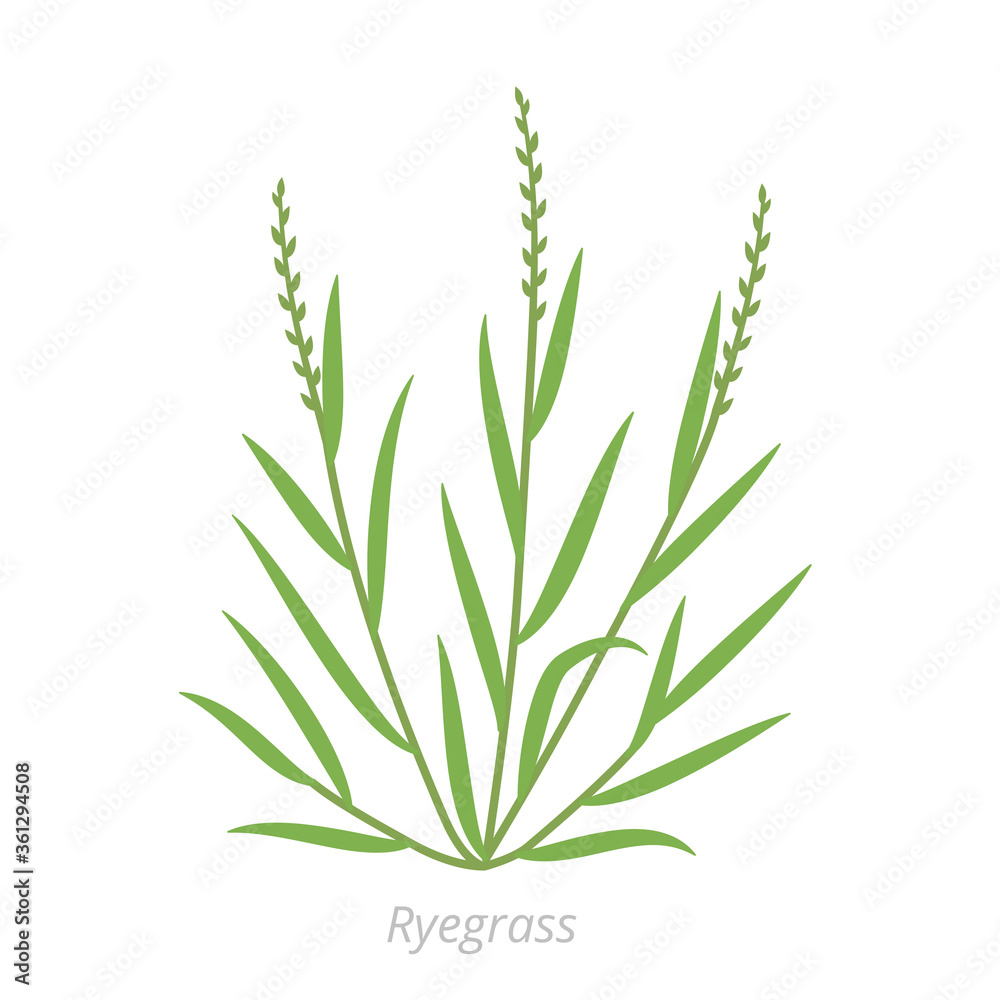 Fototapeta premium Ryegrass roślin. Kostrzewa z rodziny Poaceae. Lolium. Tło wektor rolniczych.