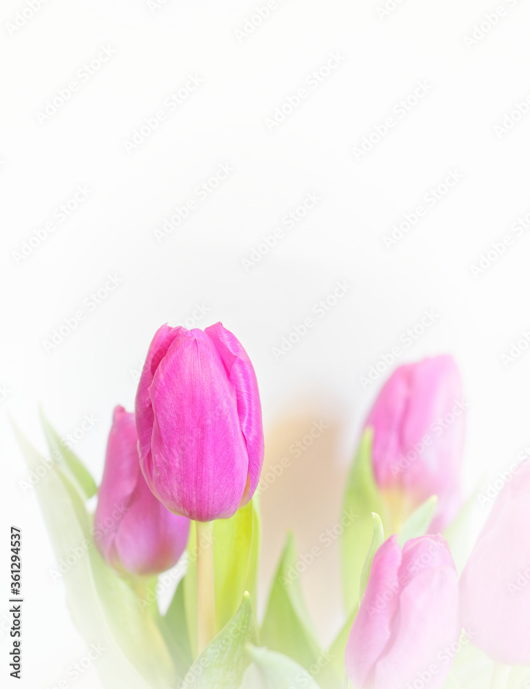 violet colored tulip flowers on white blurred background