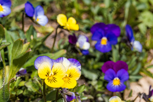 Heartsease  Viola tricolor  in garden