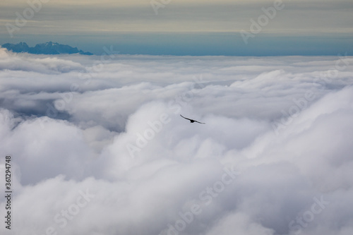Eine Dohle fliegt über den Wolken in den Alpen