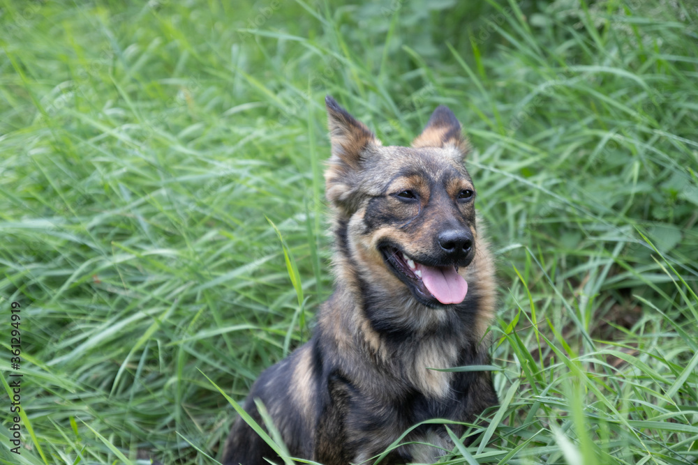 Cute mongrel dog lies in the grass and looks around Cute mongrel dog lies in the grass and looks around