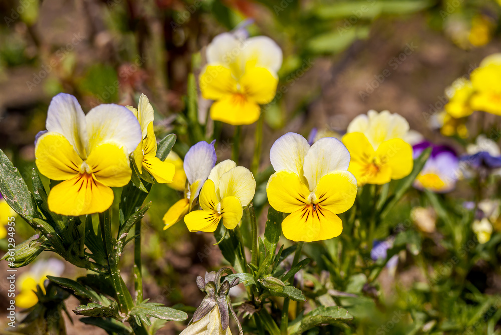 Heartsease (Viola tricolor) in garden Heartsease (Viola tricolor) in garden