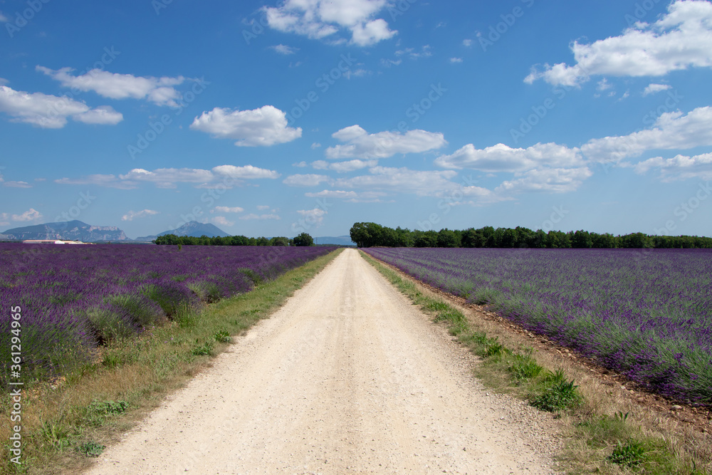 Fototapeta premium chemin de terre passant entre deux champs de lavandes