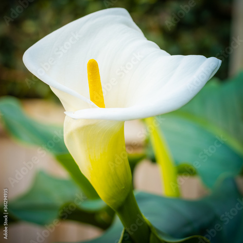 Macro photo of a beautiful white Calla Lily flower photo