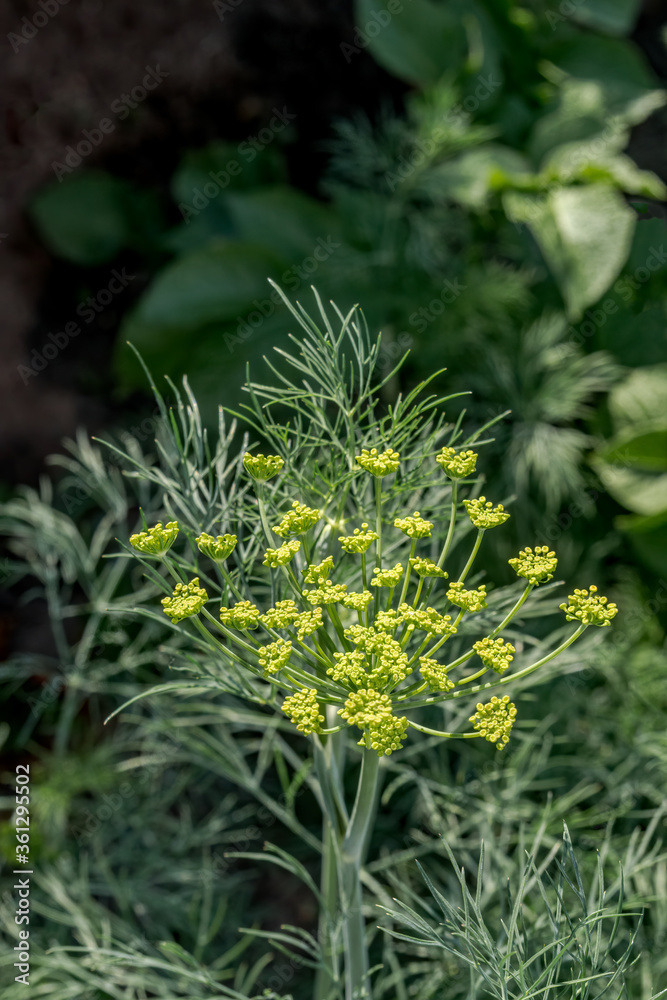 Dill (Anethum graveolens) in vegetable garden Dill (Anethum graveolens) in vegetable garden