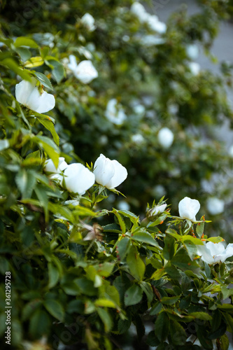 Beautiful white roses bush in the garden, vertical photo