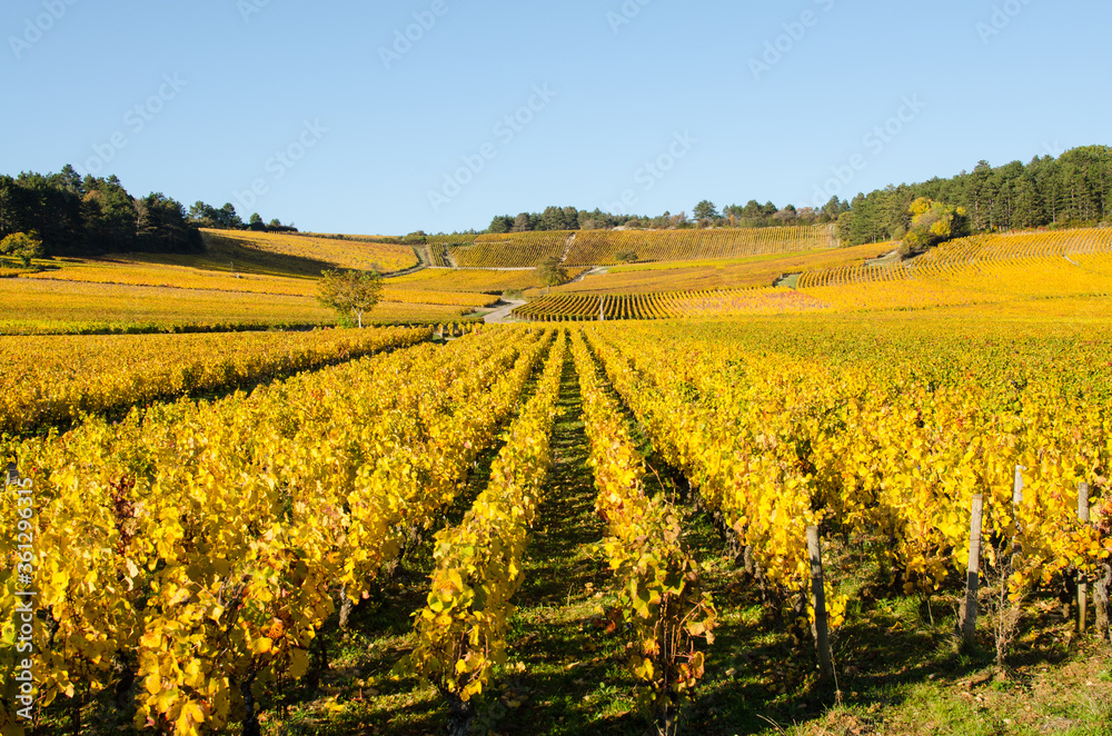 vignes en automne en Bourgogne. Vignes de Meursault vignes en automne en Bourgogne. Vignes de Meursault