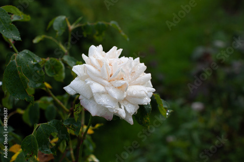White rose flower seen from the side in the evening garden after the rain
