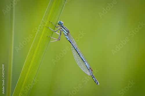 Beautiful cute dragonfly, White legged Damselfly