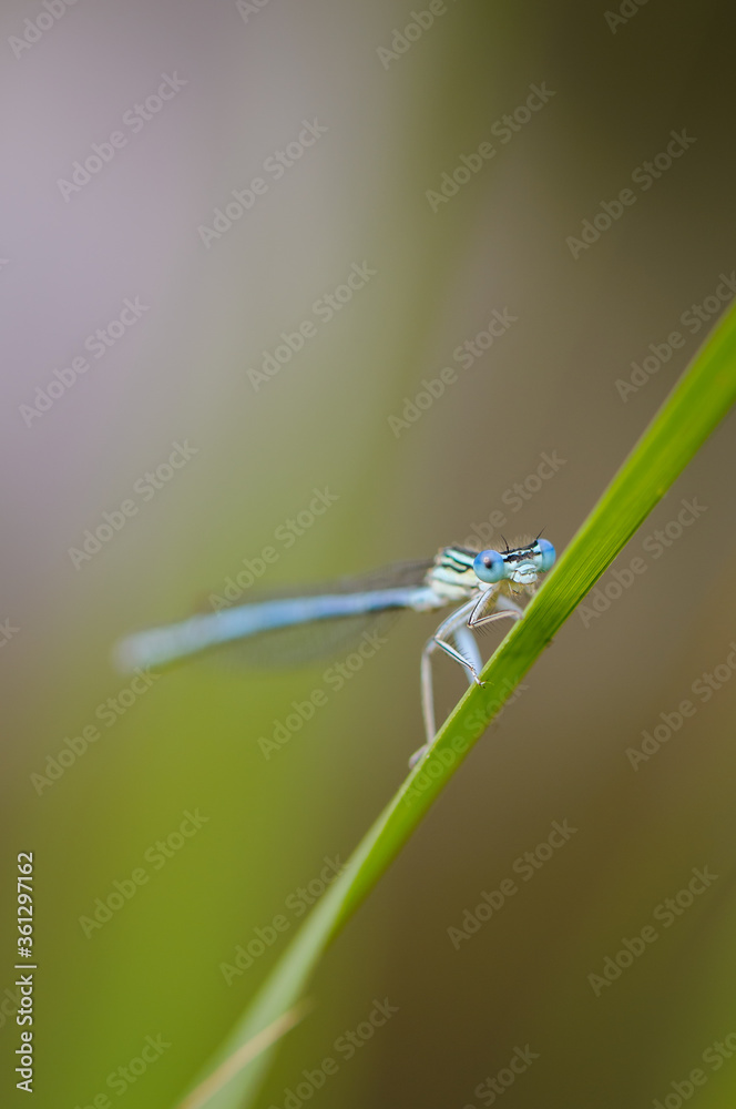 Beautiful cute dragonfly, White legged Damselfly Beautiful cute dragonfly, White legged Damselfly